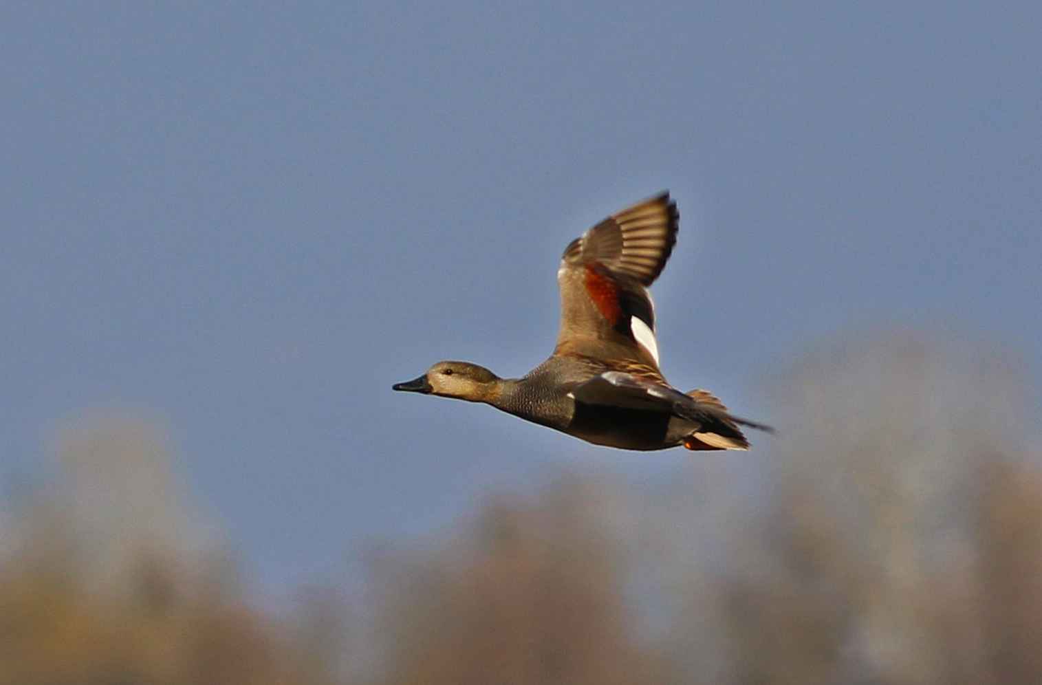 Gadwall